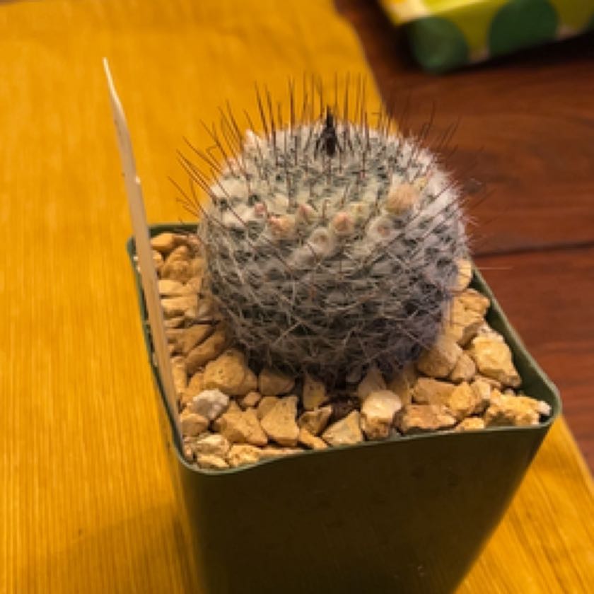 Photo of the plant species Mammillaria riteriana by @RationalOrchid named Luna on Greg, the plant care app