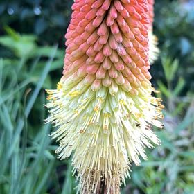 Photo of the plant species Torch Lily by @ThrivingBokchoi named Bruce Lee on Greg, the plant care app
