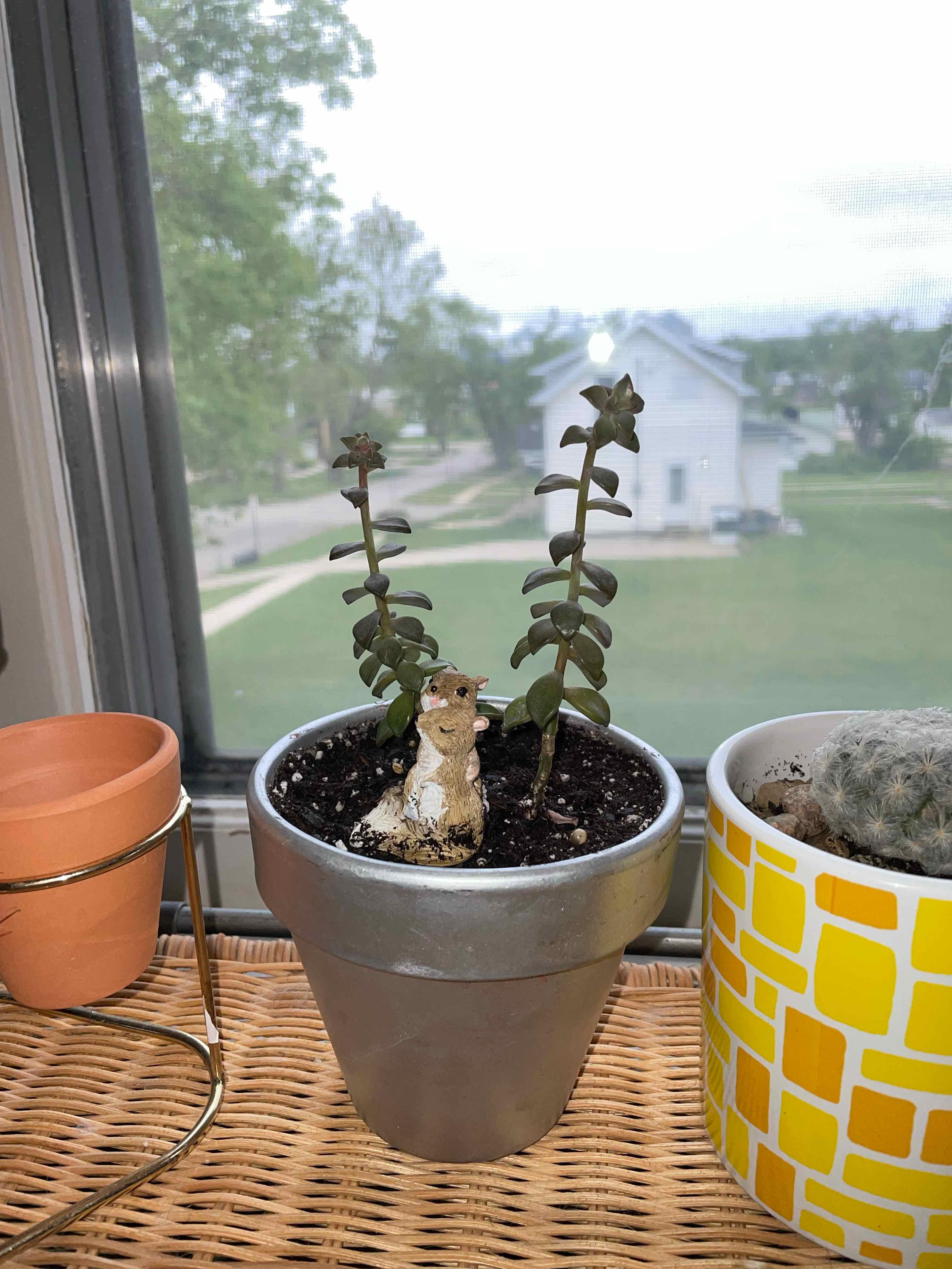 Pachyveria Little Jewel plant in a pot on a windowsill, with some browning leaves.