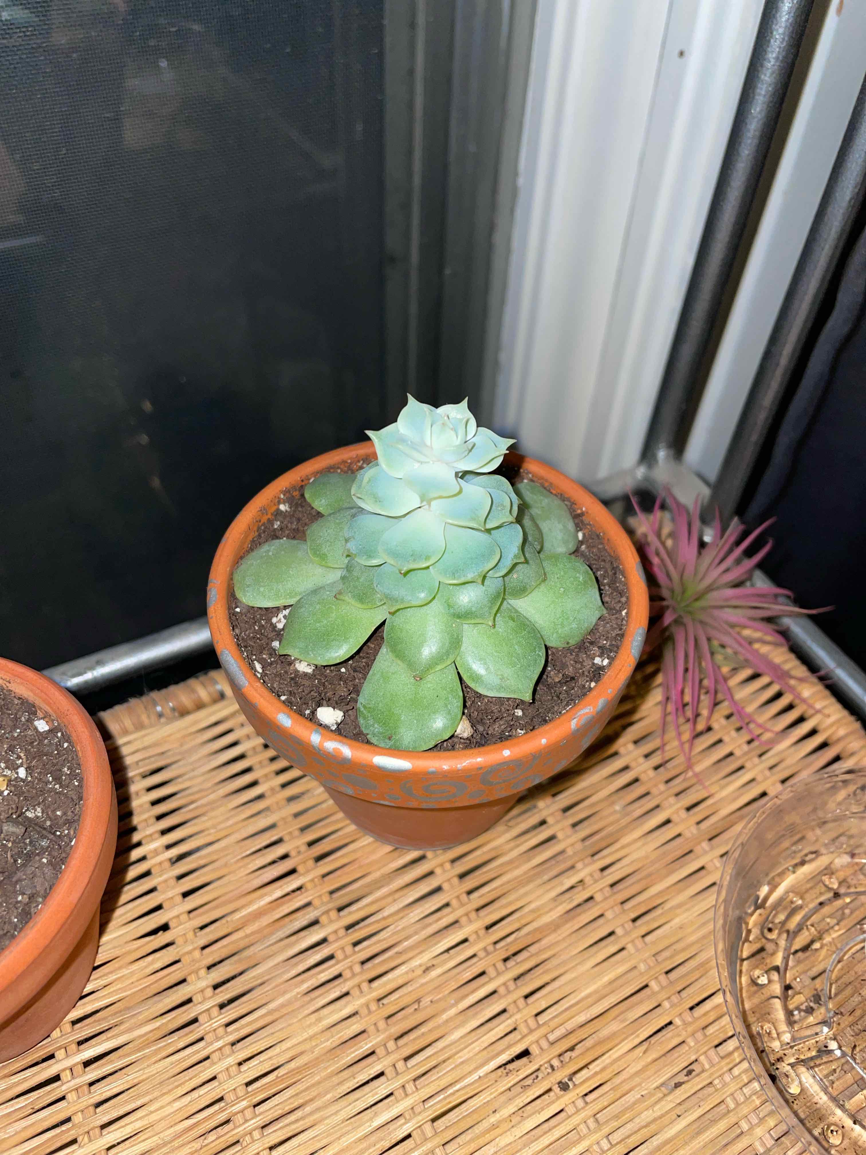 Potted Echeveria 'Fleur Blanc' on a wicker surface, healthy and well-framed.