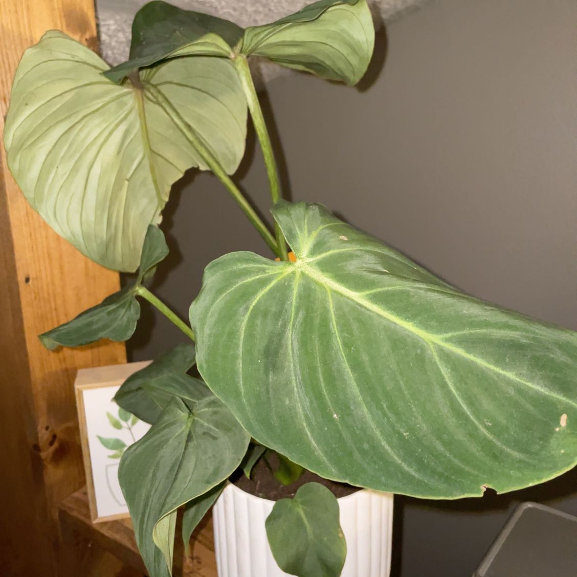 A healthy plant with large, dark green leaves in a white pot.