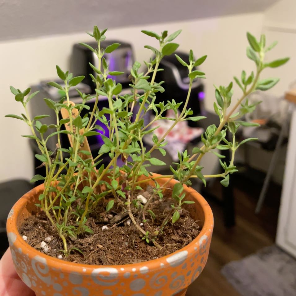 A thriving potted common thyme plant with thin green stems and small oval leaves, planted in a terra cotta pot with visible soil.