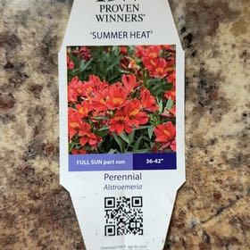 Photo of the plant species Alstroemeria 'Summer Heat' by @brianhollings named Beckham on Greg, the plant care app