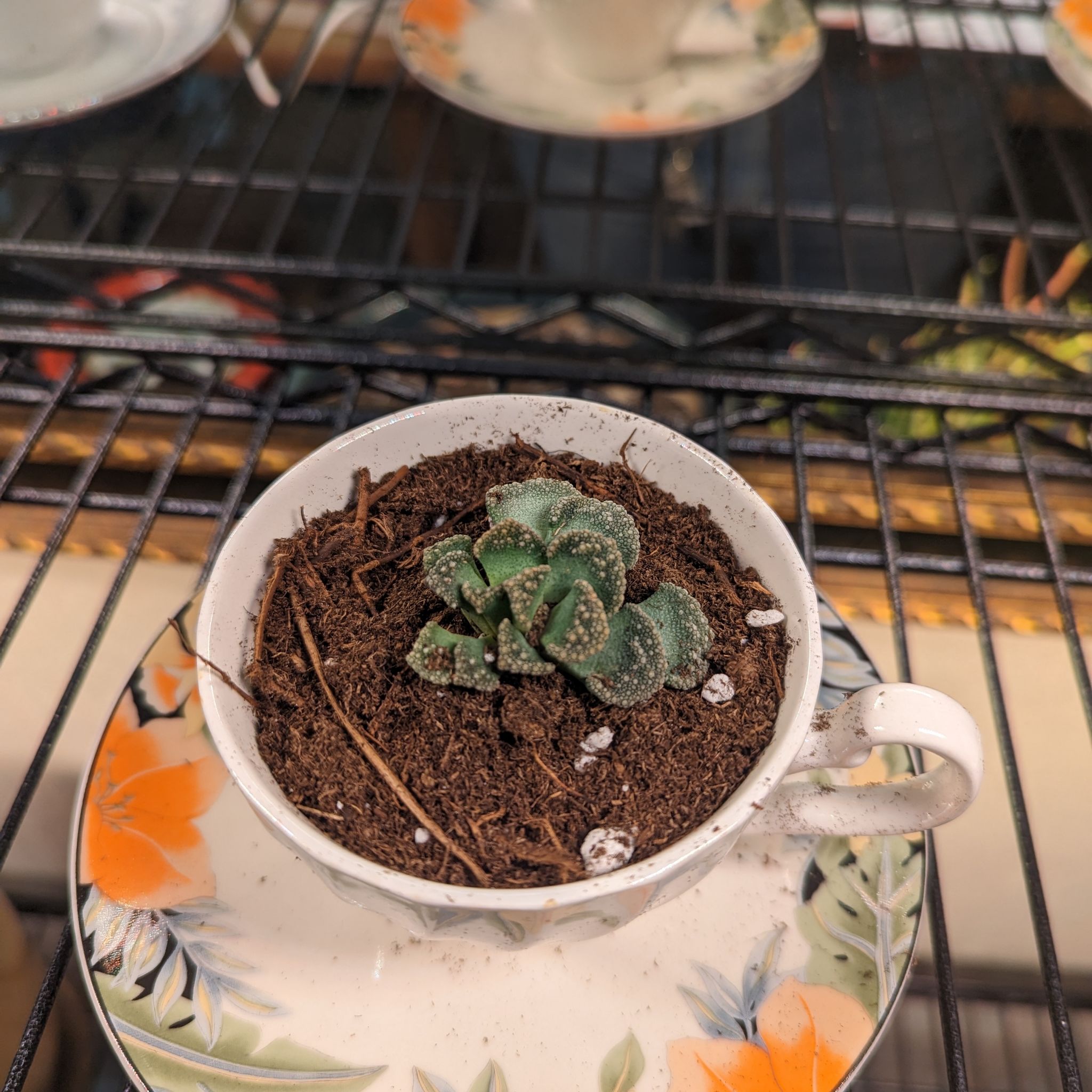 Photo of the plant species Jewel Plant by @DapperBegonia named Krusty on Greg, the plant care app
