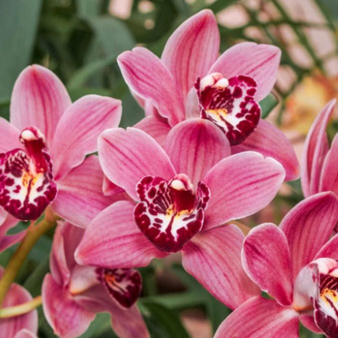 Photo of the plant species Cymbidium Orchid 'Fashion Show' by @ValuableBagpod named Delilah on Greg, the plant care app