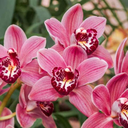 Photo of the plant species Cymbidium Orchid 'Fashion Show' by @ValuableBagpod named Delilah on Greg, the plant care app