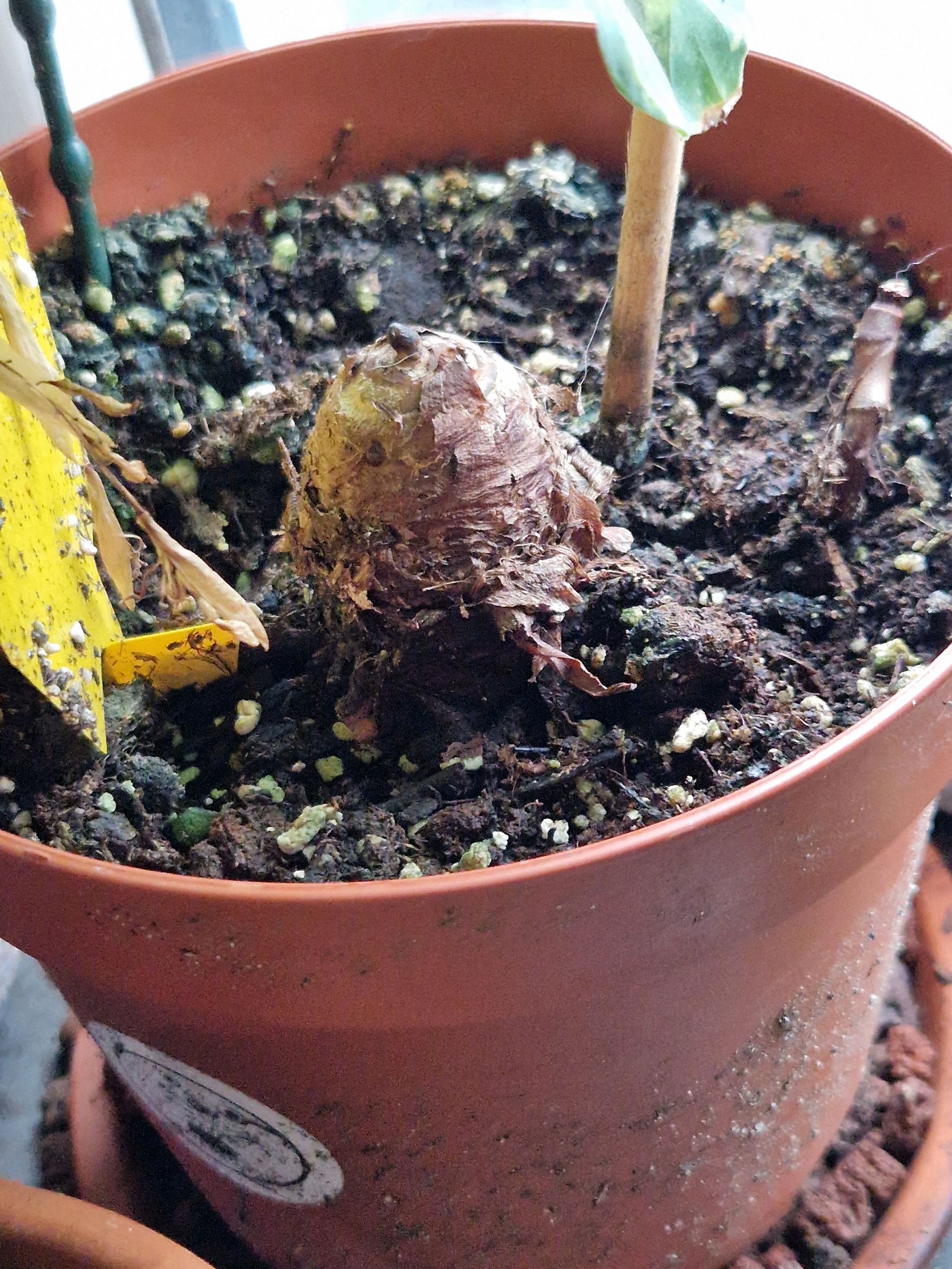 Photo of the plant species Pharaoh's Mask Elephant Ear by @KeenDamiana named Baesil on Greg, the plant care app