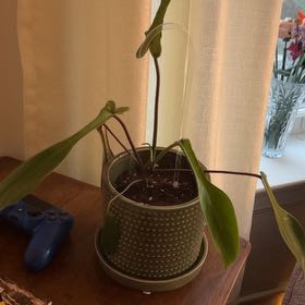 Photo of the plant species Electric Eel by @DevotedLovevine named Artemis on Greg, the plant care app