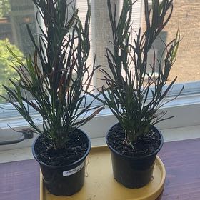 Photo of the plant species Picasso's Paintbrush by @DevotedLovevine named Curie on Greg, the plant care app