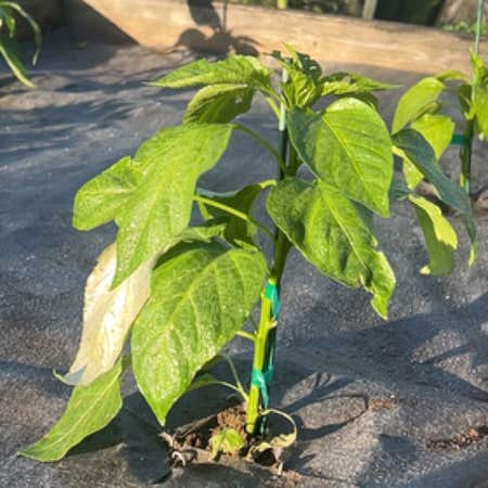 Photo of the plant species Banana Pepper by @BabyMyagrum named Walt on Greg, the plant care app