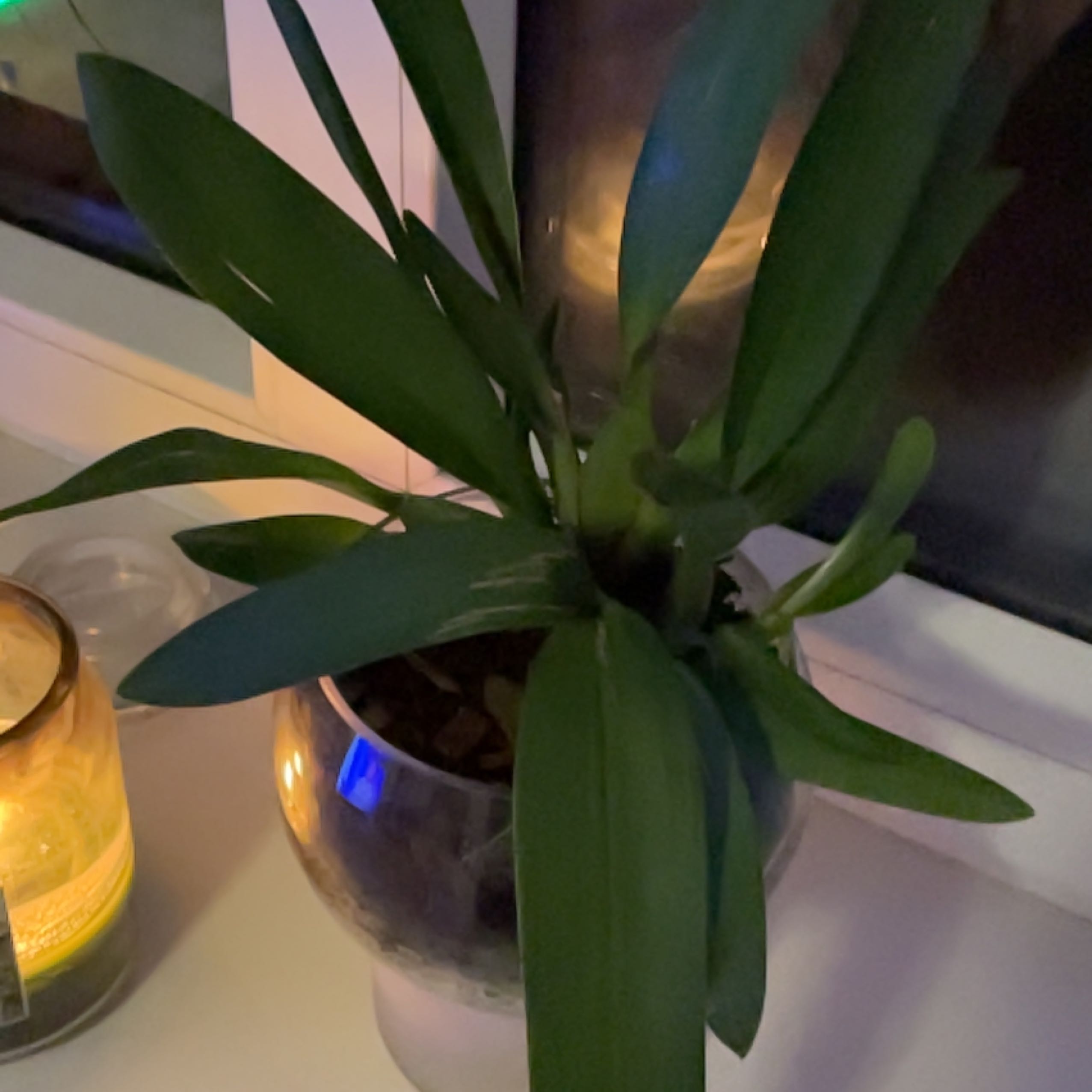 Photo of the plant species Orchid Cherry Dance by @PoliteRyebrome named Orange on Greg, the plant care app