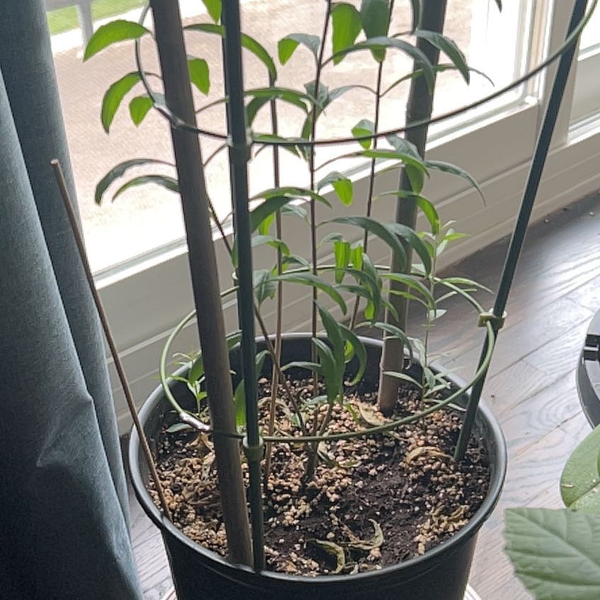 Pomegranate plant in a pot with visible soil, indoors near a window.