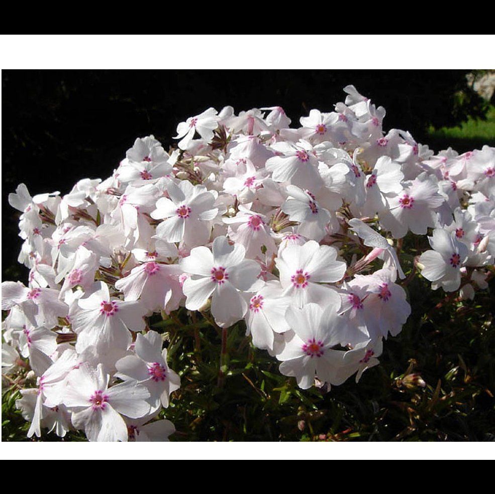 Plant care for Bluebowls on Greg, the plant care app