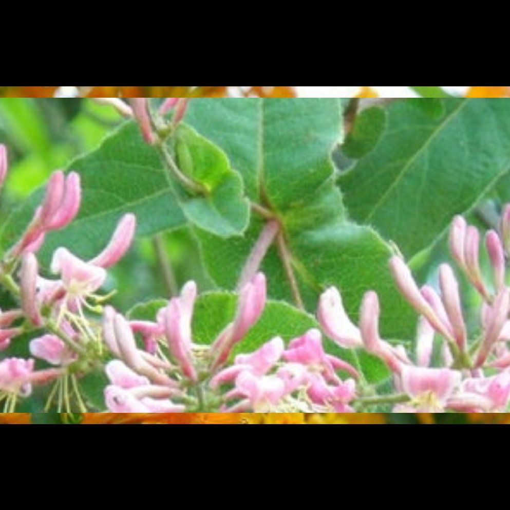 Photo of the plant species Hairy Honeysuckle by @DignifiedTipa named Rihanna on Greg, the plant care app