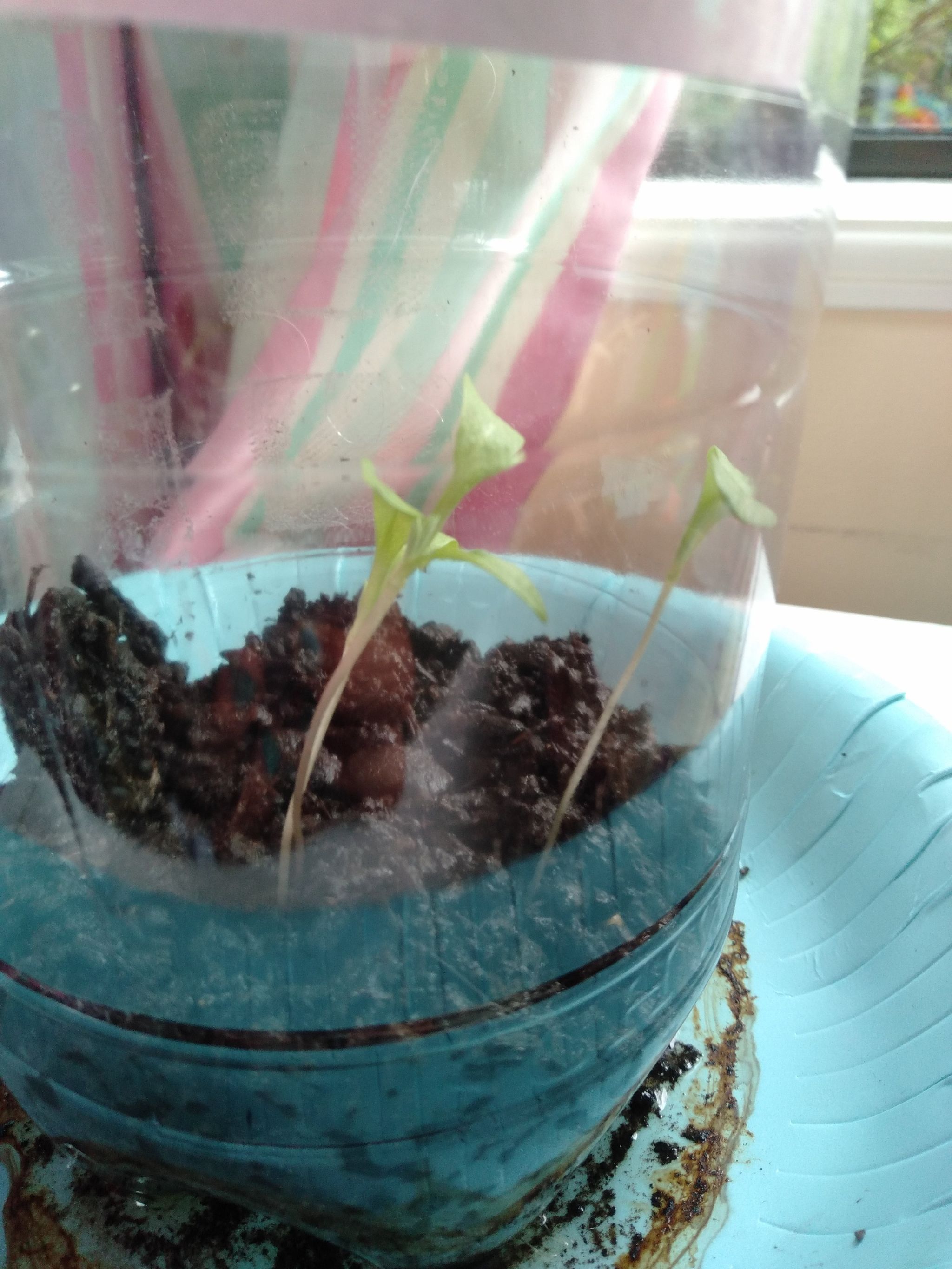 Photo of the plant species Cornflower by @HotshotAtom named Cristine on Greg, the plant care app