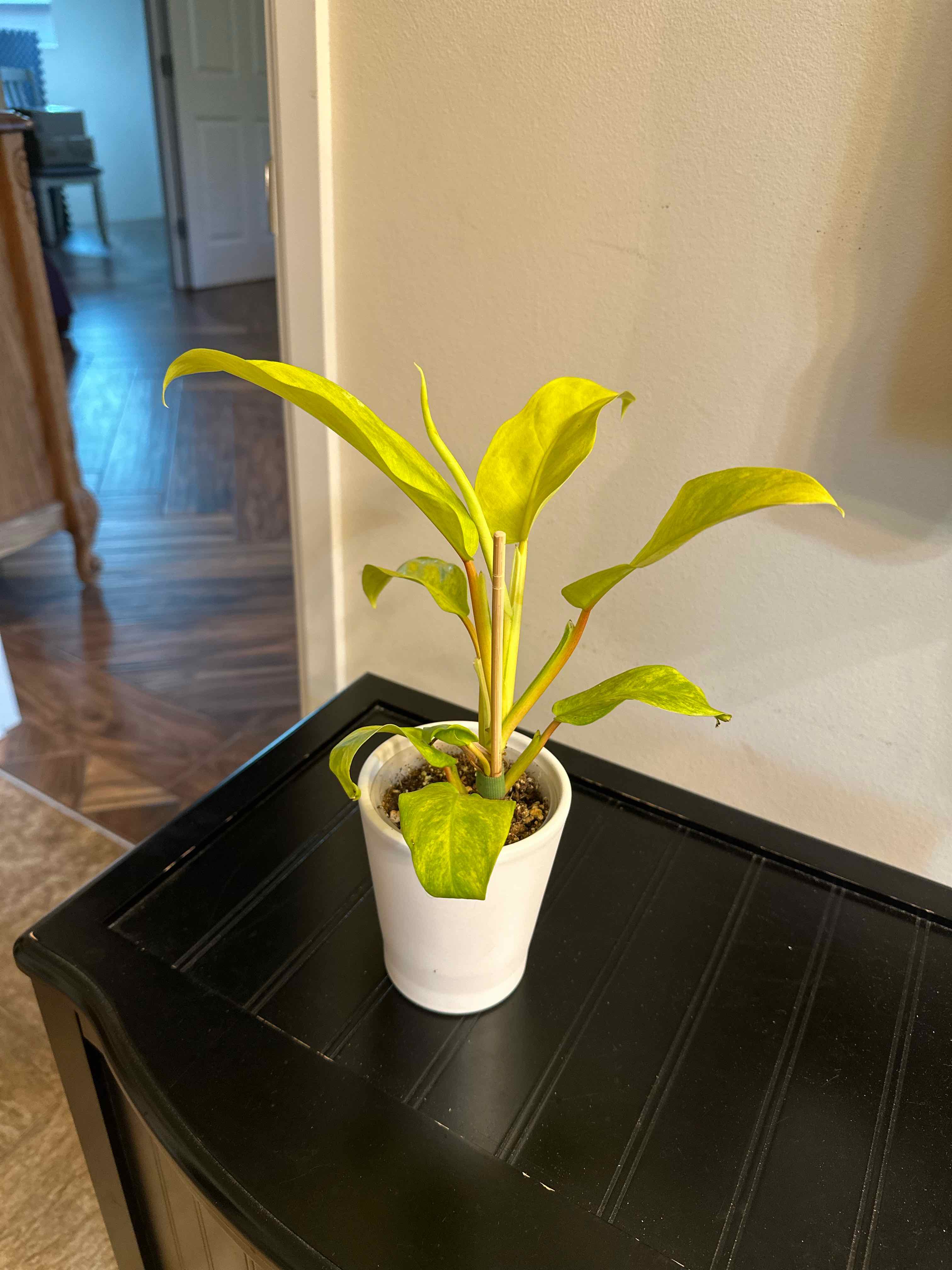 Philodendron 'Thai Sunrise' plant in a white pot with some yellowing leaves, placed on a dark surface indoors.