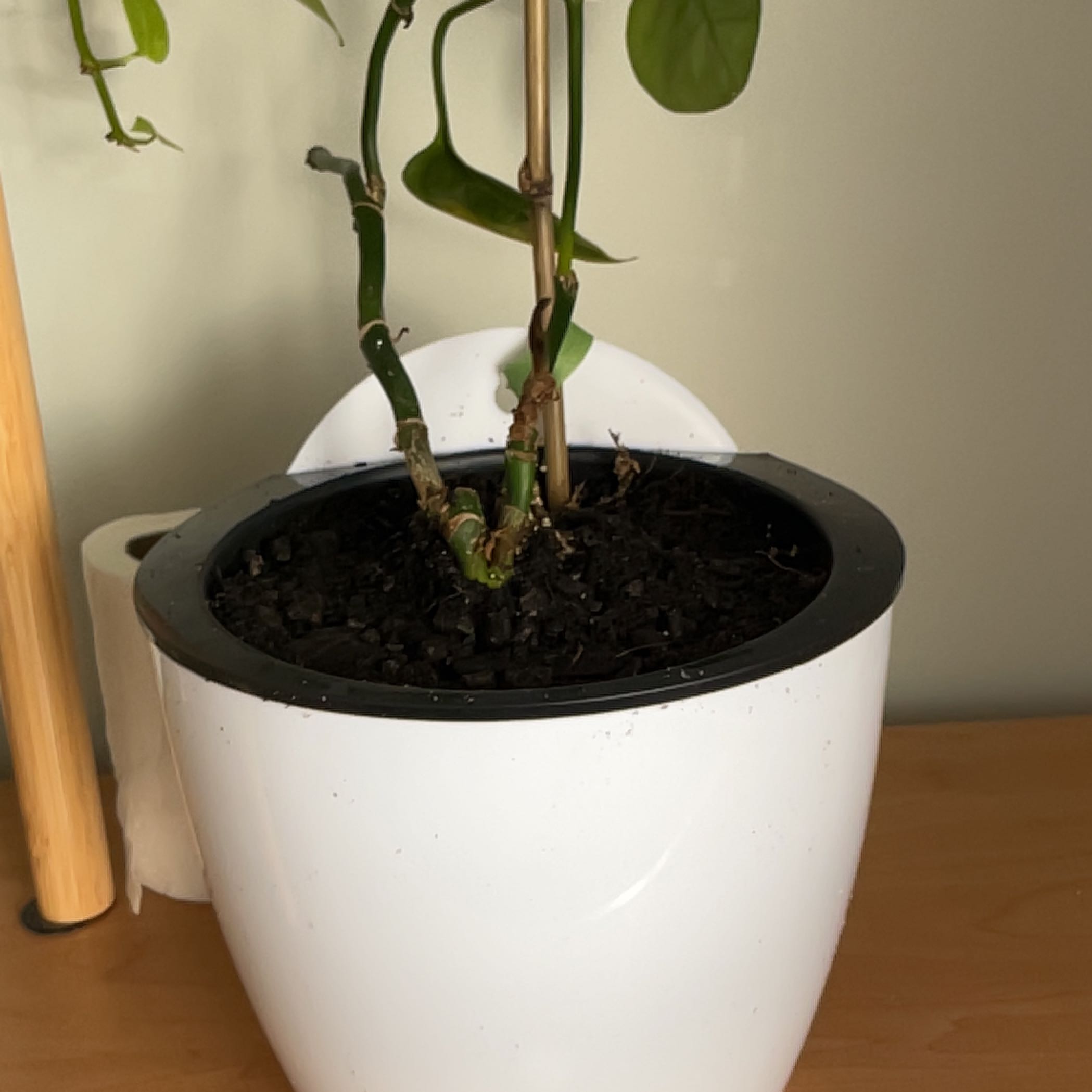 Monstera lechleriana plant in a white pot with visible soil, appears healthy.