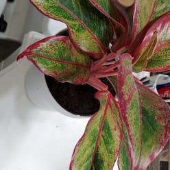 Red Siam Aurora Aglaonema plant