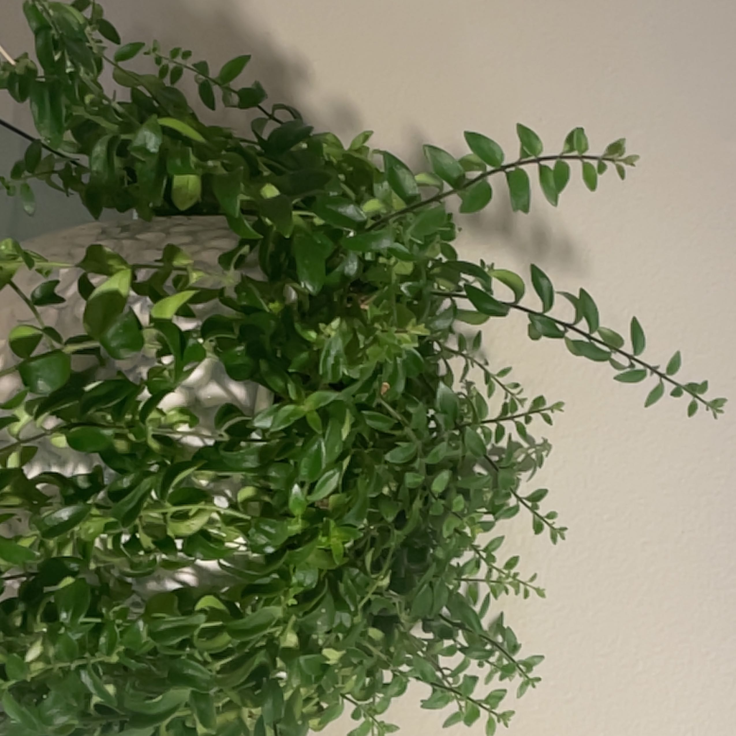 Healthy Twisted Lipstick Plant with lush green foliage.
