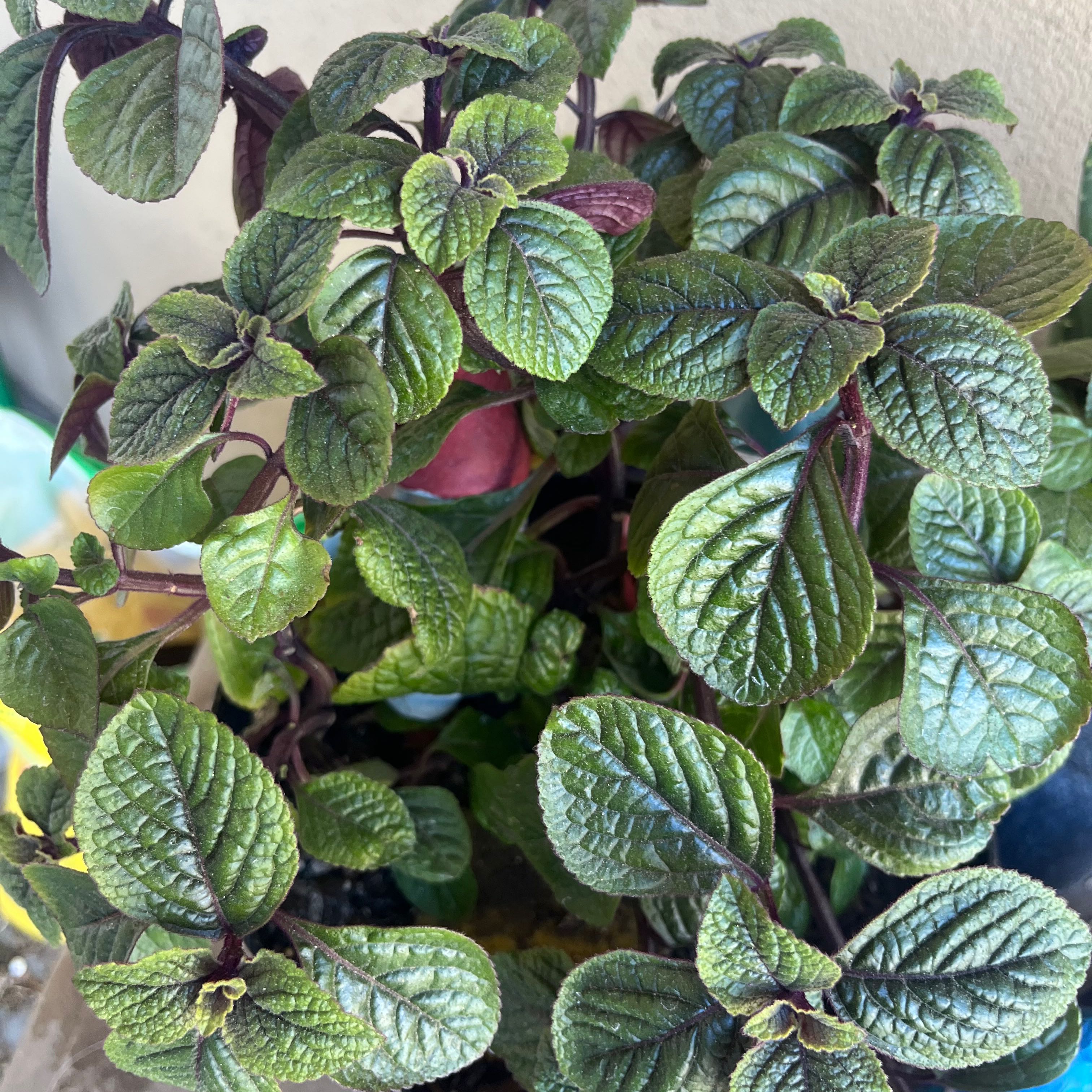 Image of a healthy Speckled Spur Flower plant with dark green, textured leaves.