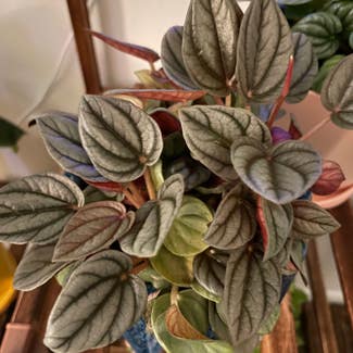 Silver Frost Peperomia plant in Holly, Michigan