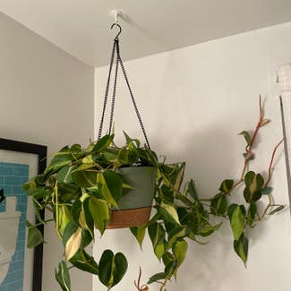 Philodendron Brasil plant in Holly, Michigan