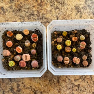 Lithops plant in Holly, Michigan