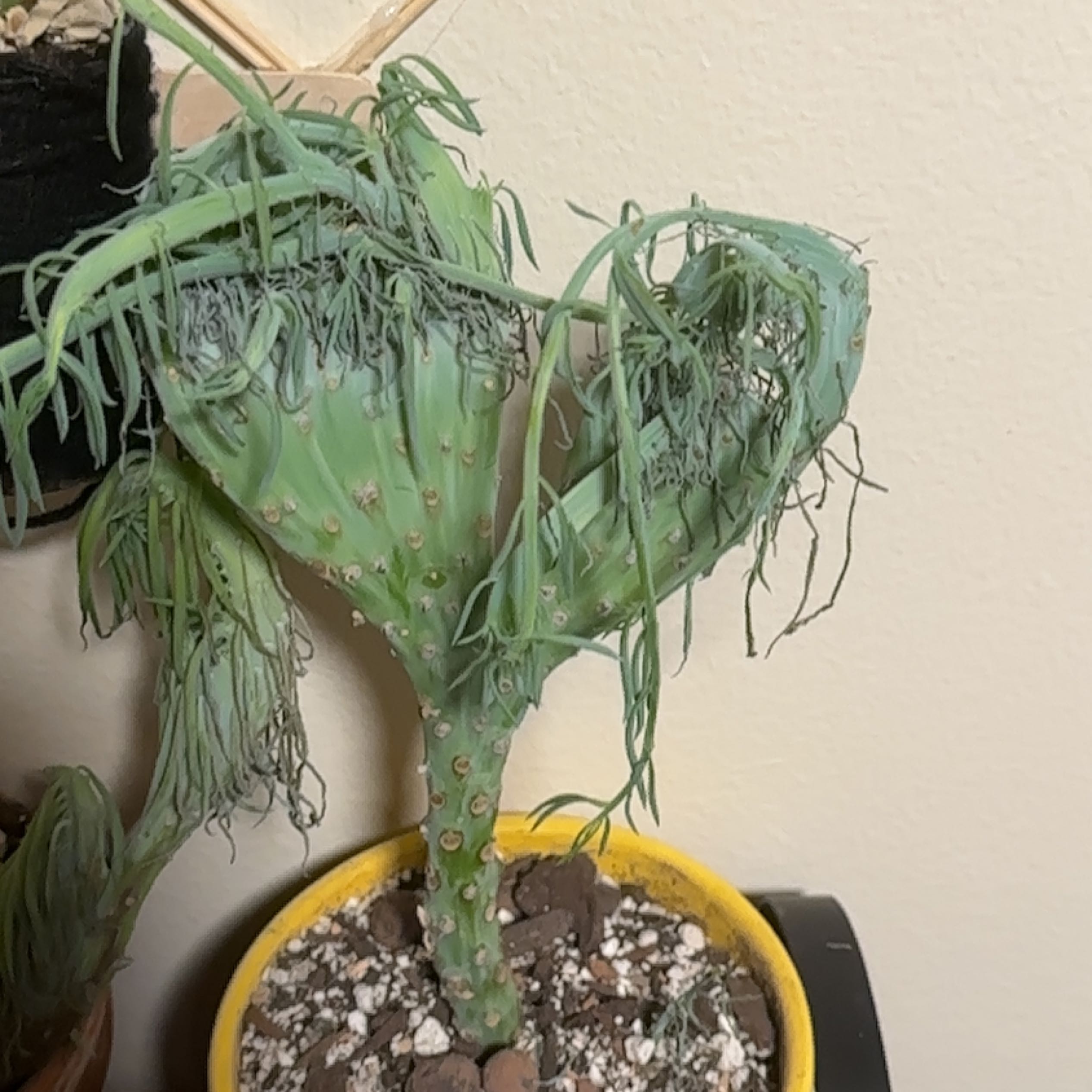 Narrow-Leaf Chalksticks plant with wilting and browning leaves in a yellow pot.