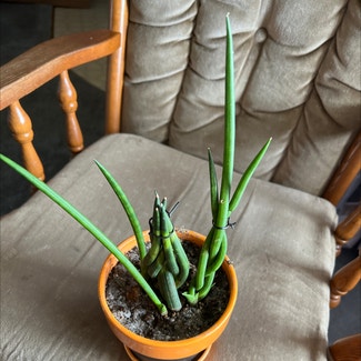 Cylindrical Snake Plant plant in Danville, Illinois