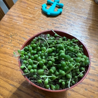 String of Pearls plant in Danville, Illinois