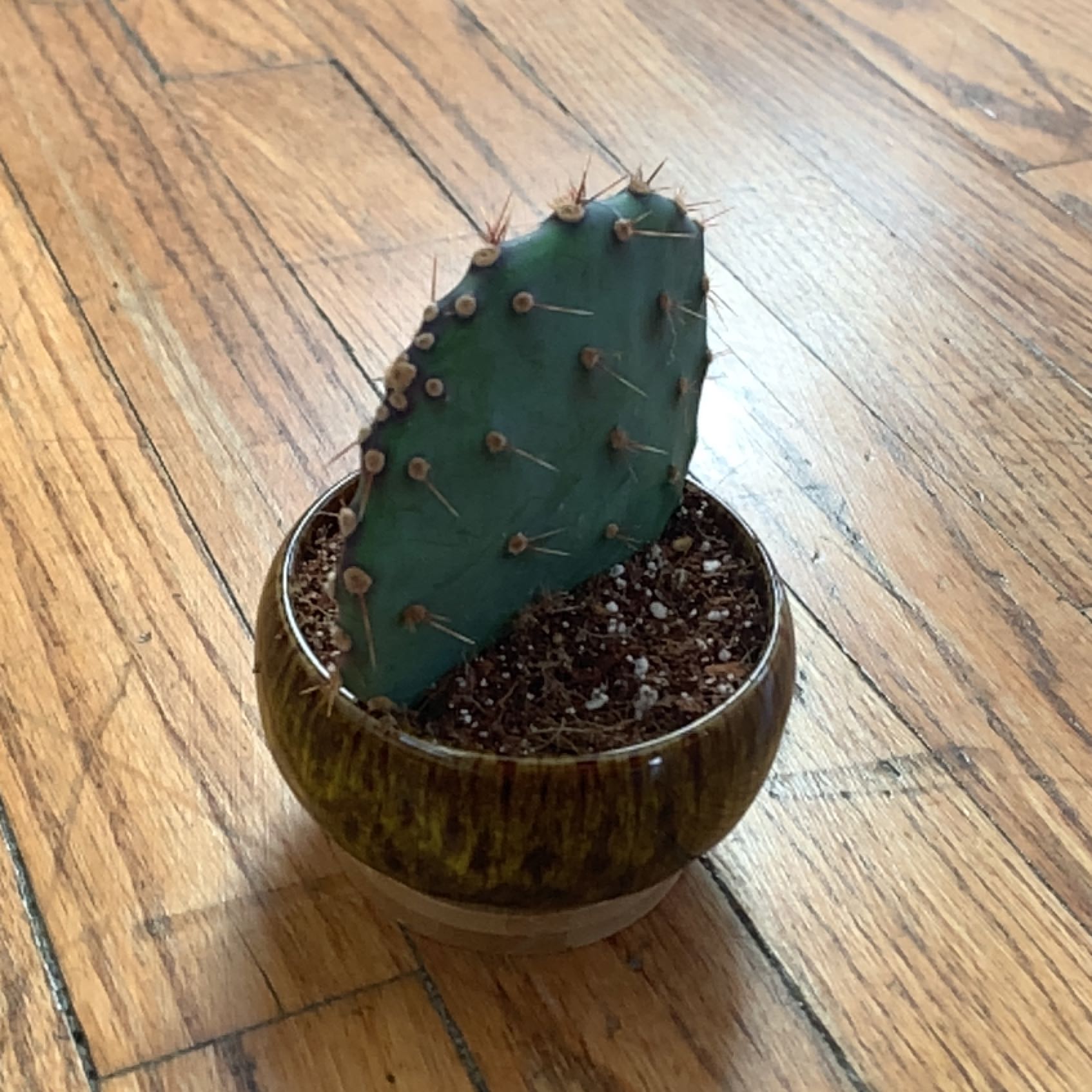 Photo of the plant species Chenille Pricklypear by @LikableCatthyme named Scarlett on Greg, the plant care app