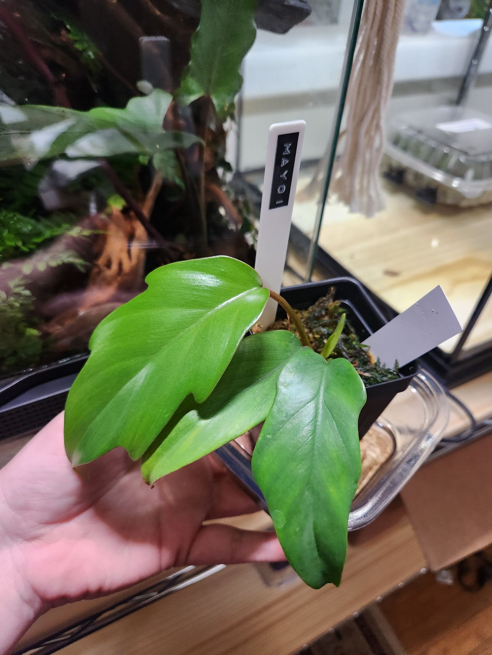 Philodendron mayoi plant with healthy green leaves, held by a hand, soil visible.