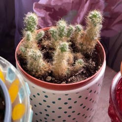 Little Nipple Cactus plant