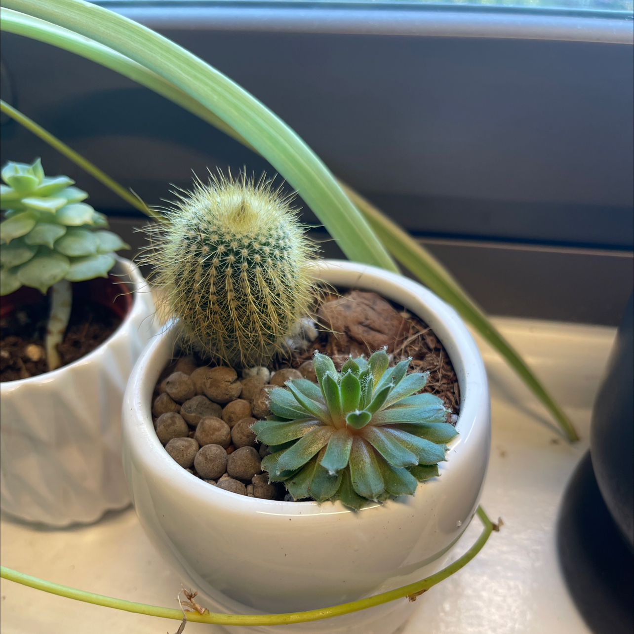 Twin Spined Cactus and another succulent in a white pot with pebbles.