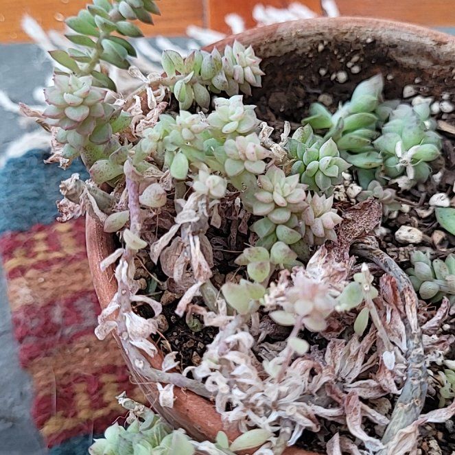 Photo of the plant species Blue Tears Sedum by @SurefootedPecan named Gates on Greg, the plant care app