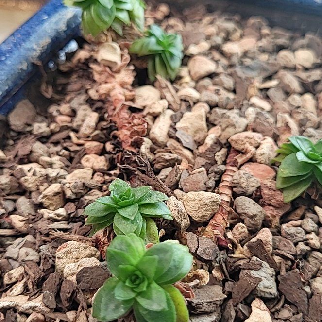 Photo of the plant species Crassula 'Estagnol' by @SurefootedPecan named Mando on Greg, the plant care app