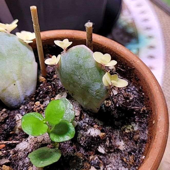 Photo of the plant species Lavender Scallops by @SurefootedPecan named Lola on Greg, the plant care app