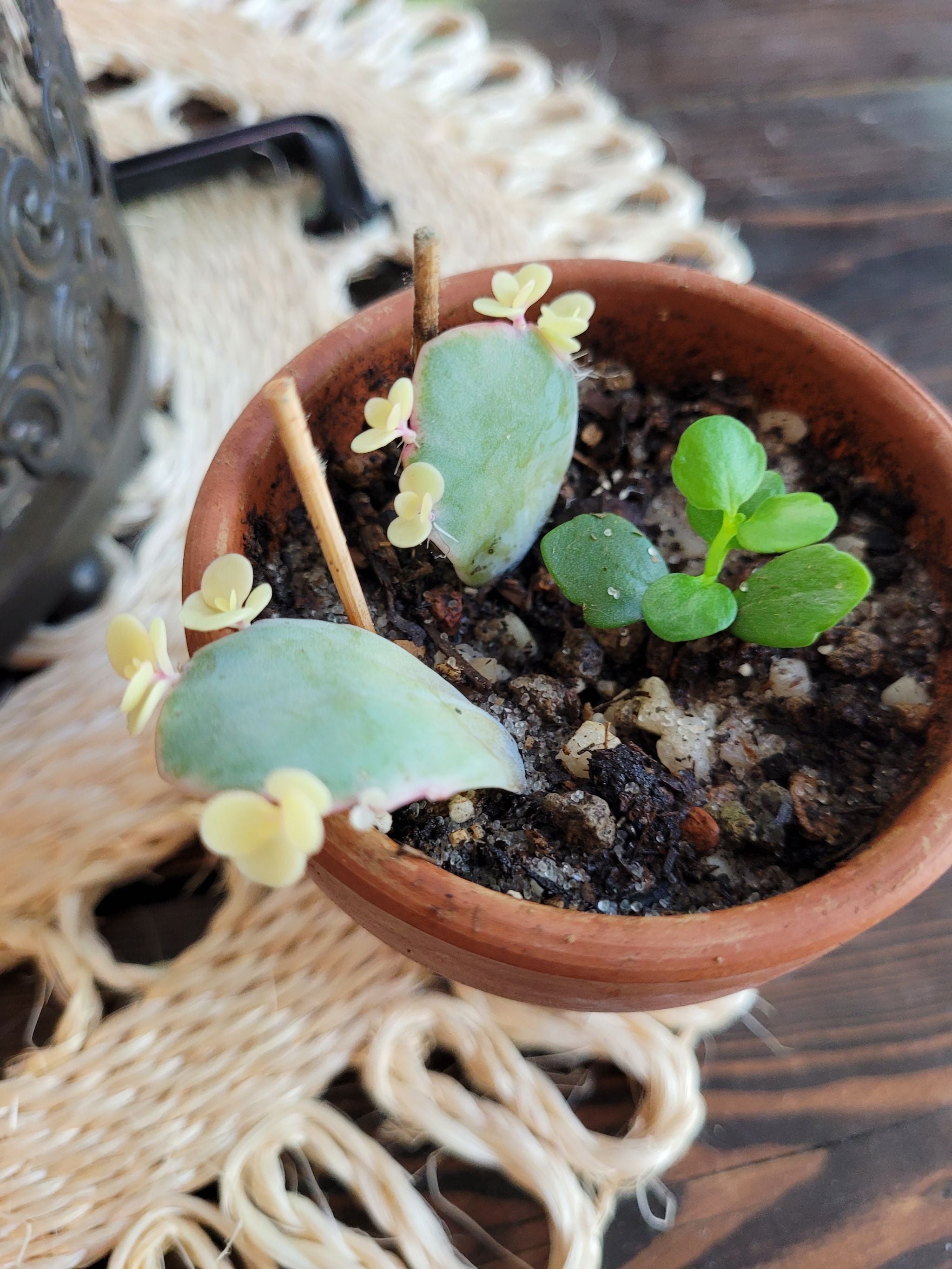 🌈 9 Key Factors in Choosing a Kalanchoe 'Aurora Borealis' Pot