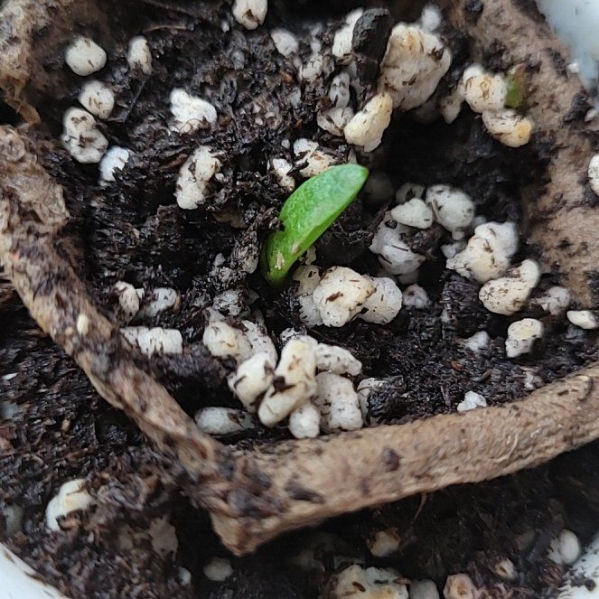 Photo of the plant species Aloe Polyphylla by @SurefootedPecan named Willow on Greg, the plant care app