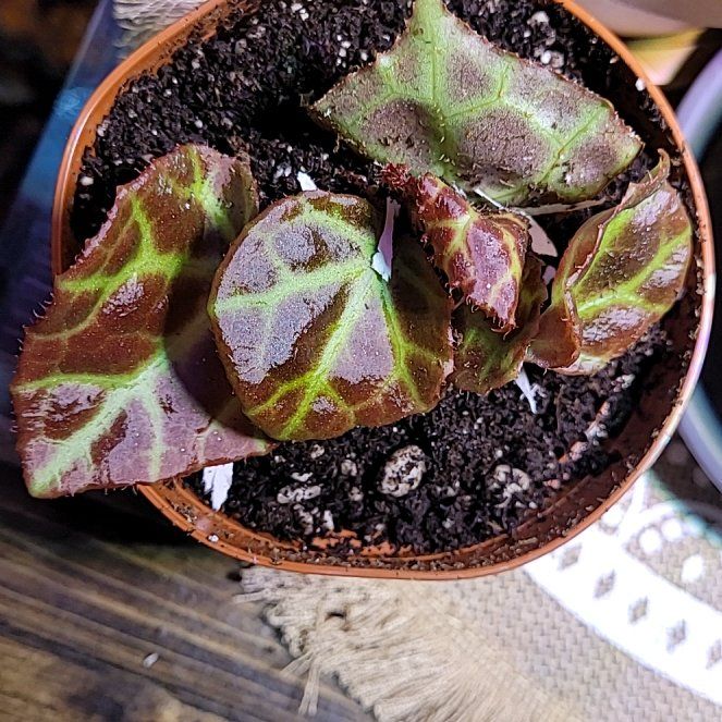 Photo of the plant species Begonia rajah by @SurefootedPecan named Homer on Greg, the plant care app