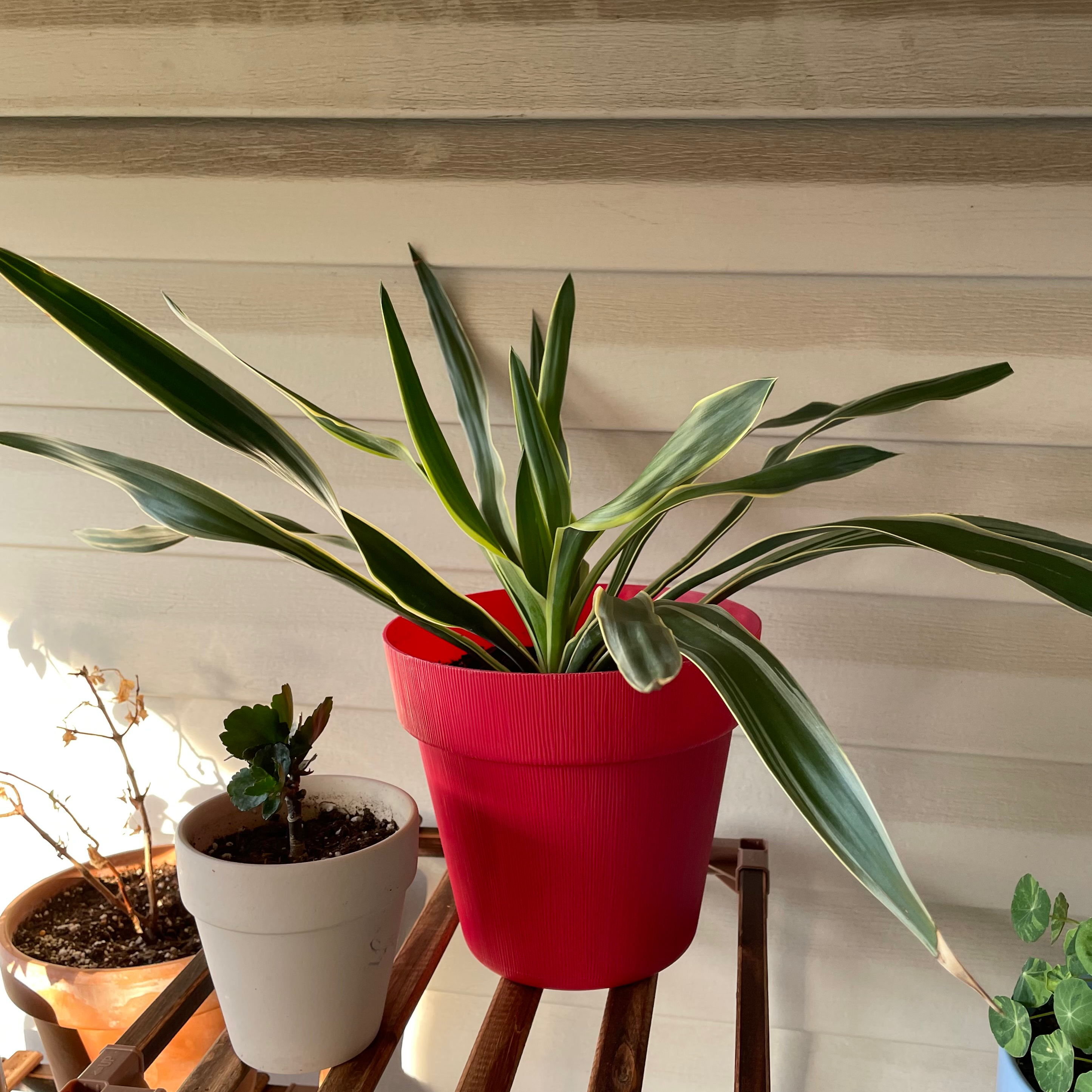 Adam's Needle plant in a red pot with variegated leaves, placed on a wooden surface.
