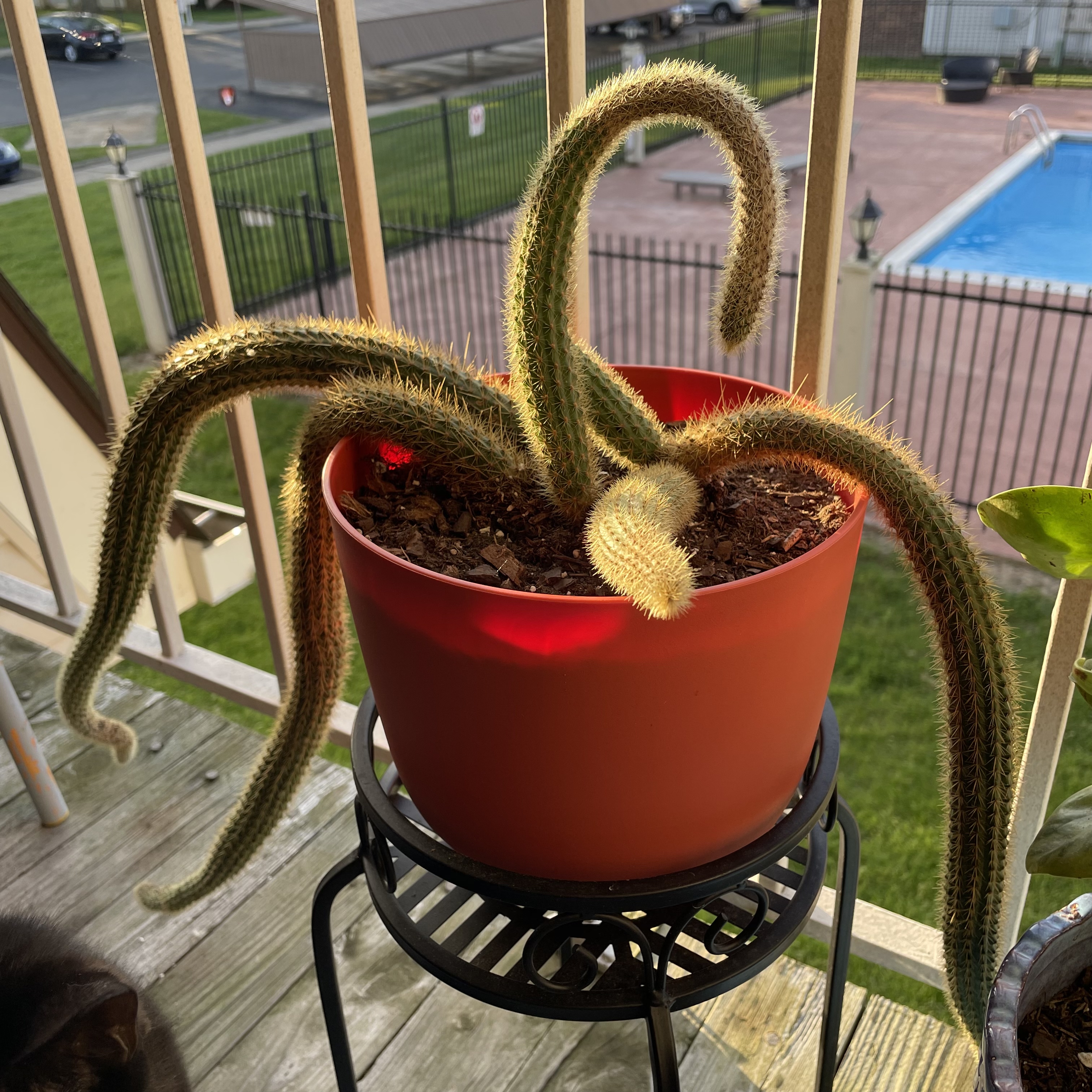 Potted Golden Rat Tail plant with long, trailing stems on a balcony.