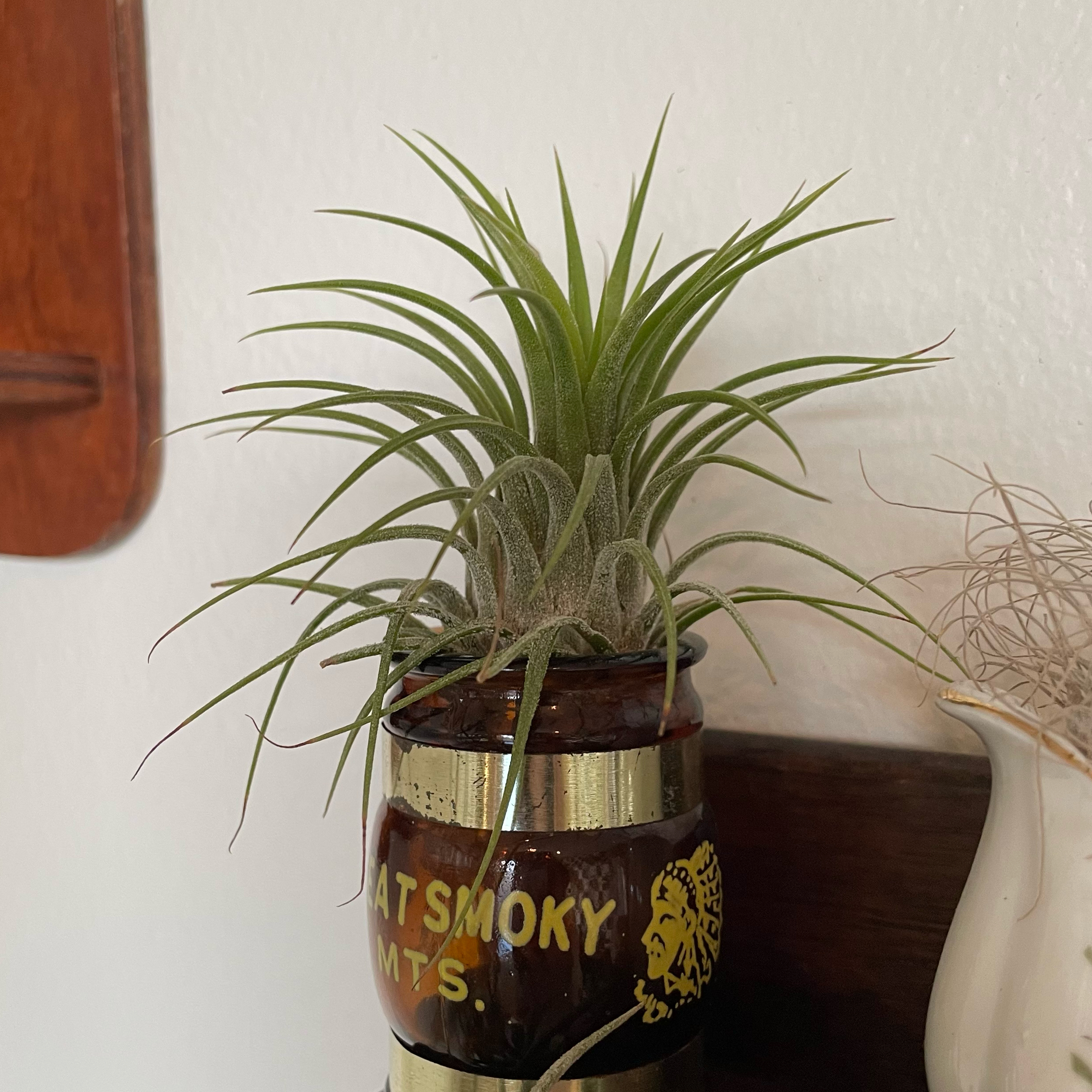Tillandsia ionantha 'Guatemala' plant in a decorative container, appears healthy.