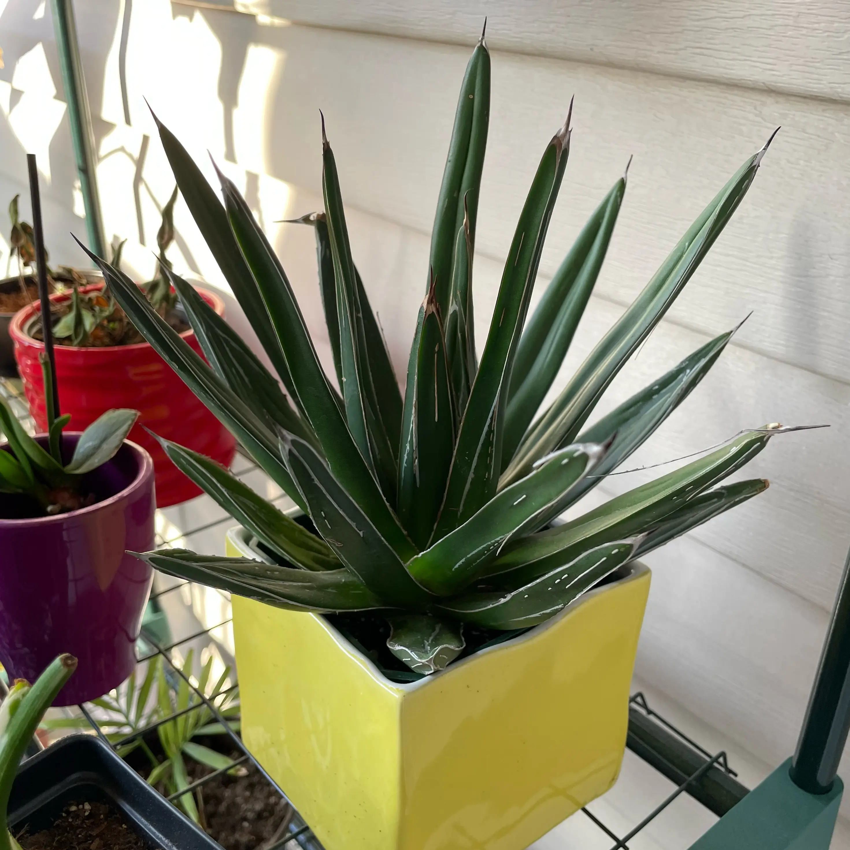Queen Victoria Agave plant in a yellow pot with minor browning on leaf tips.