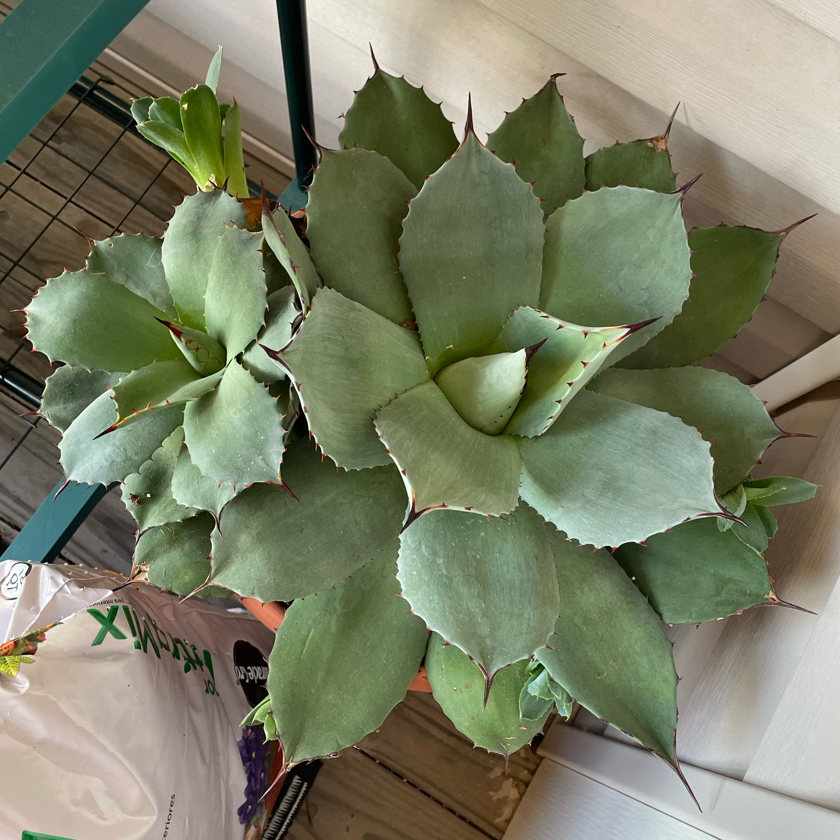 Butterfly Agave plant with thick, fleshy leaves arranged in a rosette pattern.