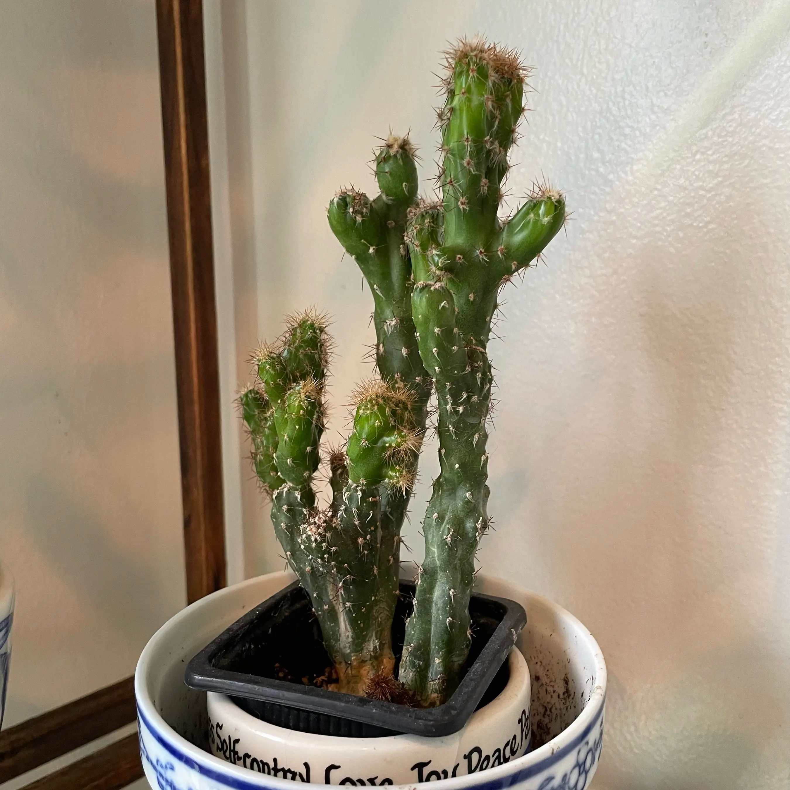 Photo of the plant species Cereus peruvianus f. monstrose 'Camelot' by @Ella.Newcomb named Stella on Greg, the plant care app
