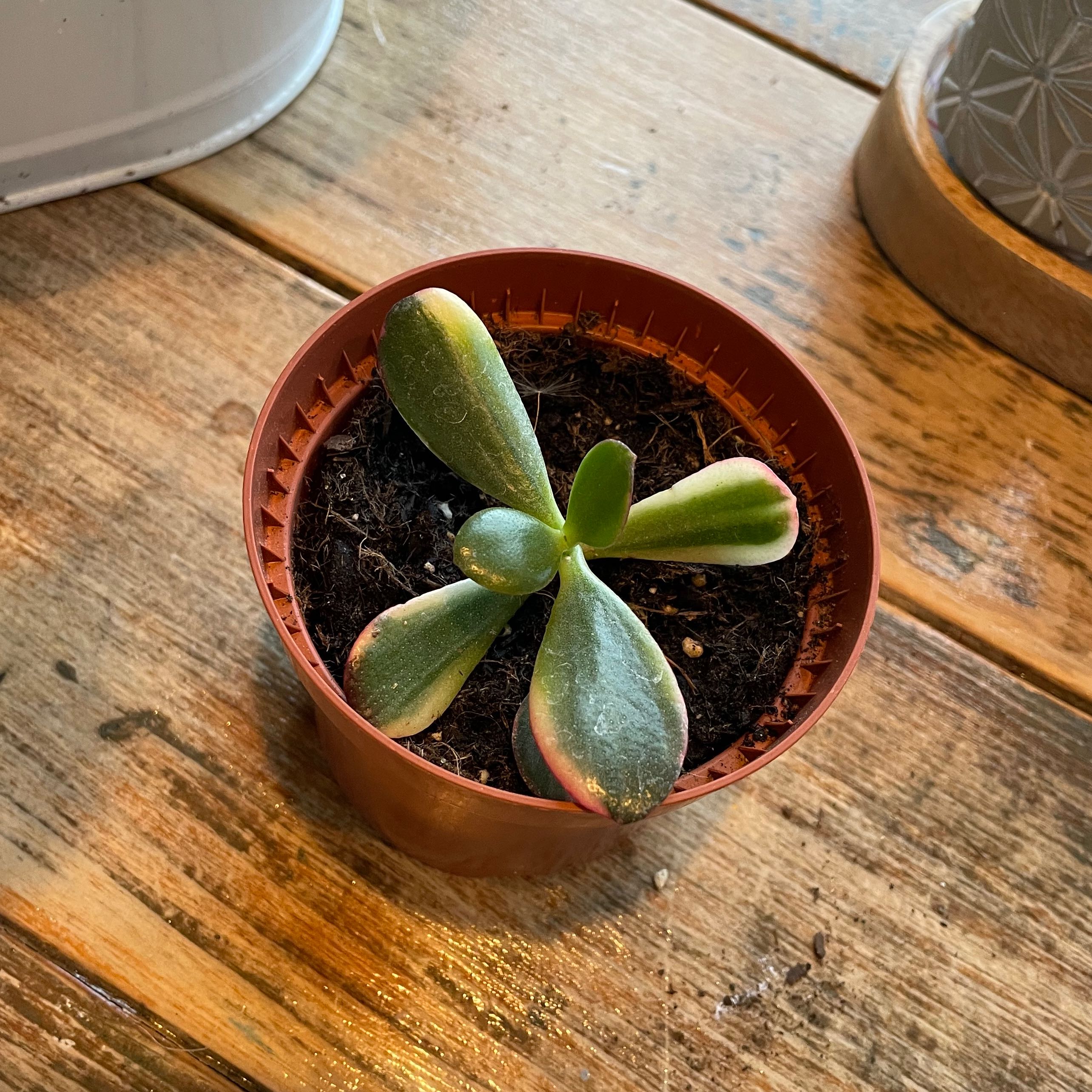 Jade Plant in a brown plastic pot on a wooden surface.