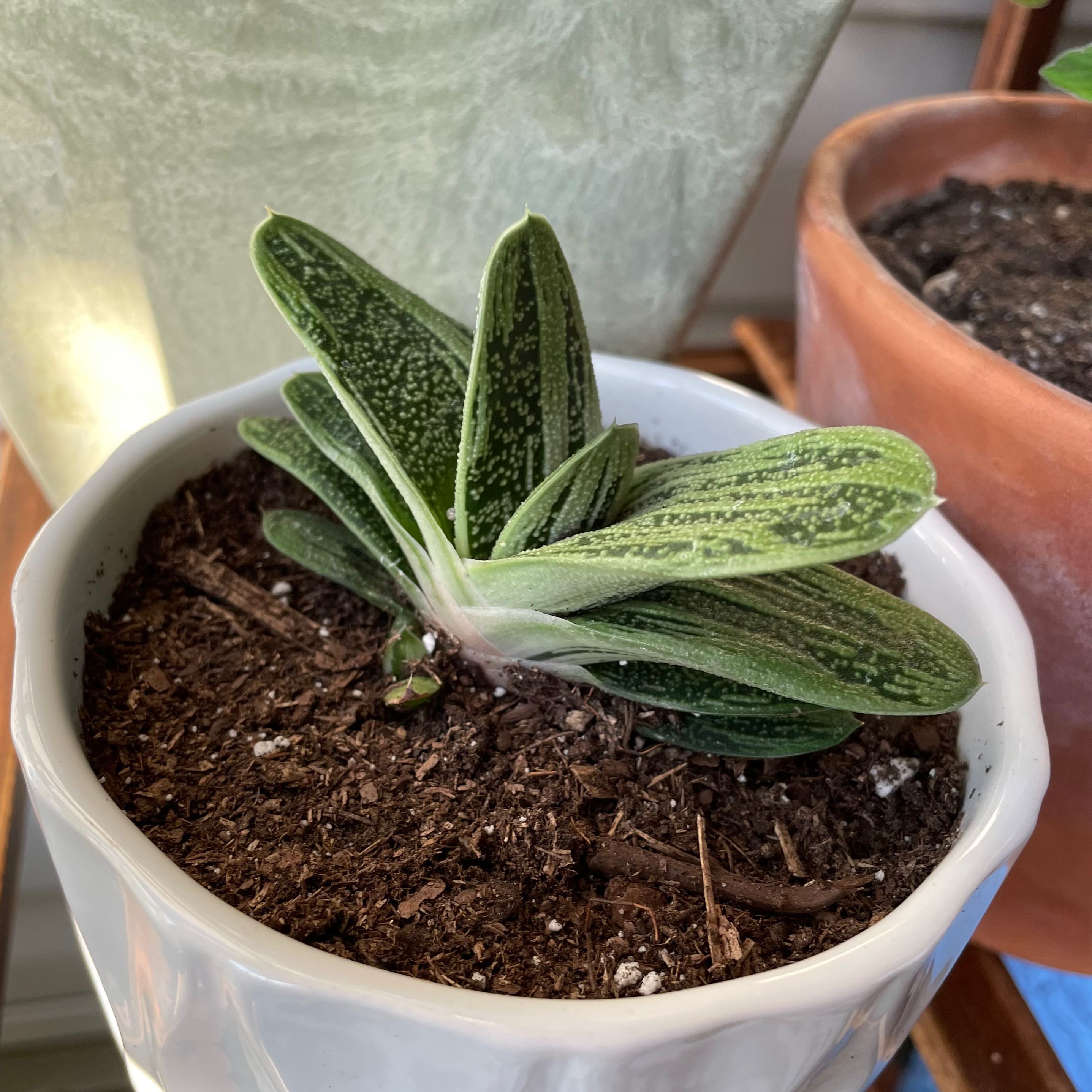 Gasteria 'Little Warty' plant in a white pot with visible soil, well-framed and in focus.
