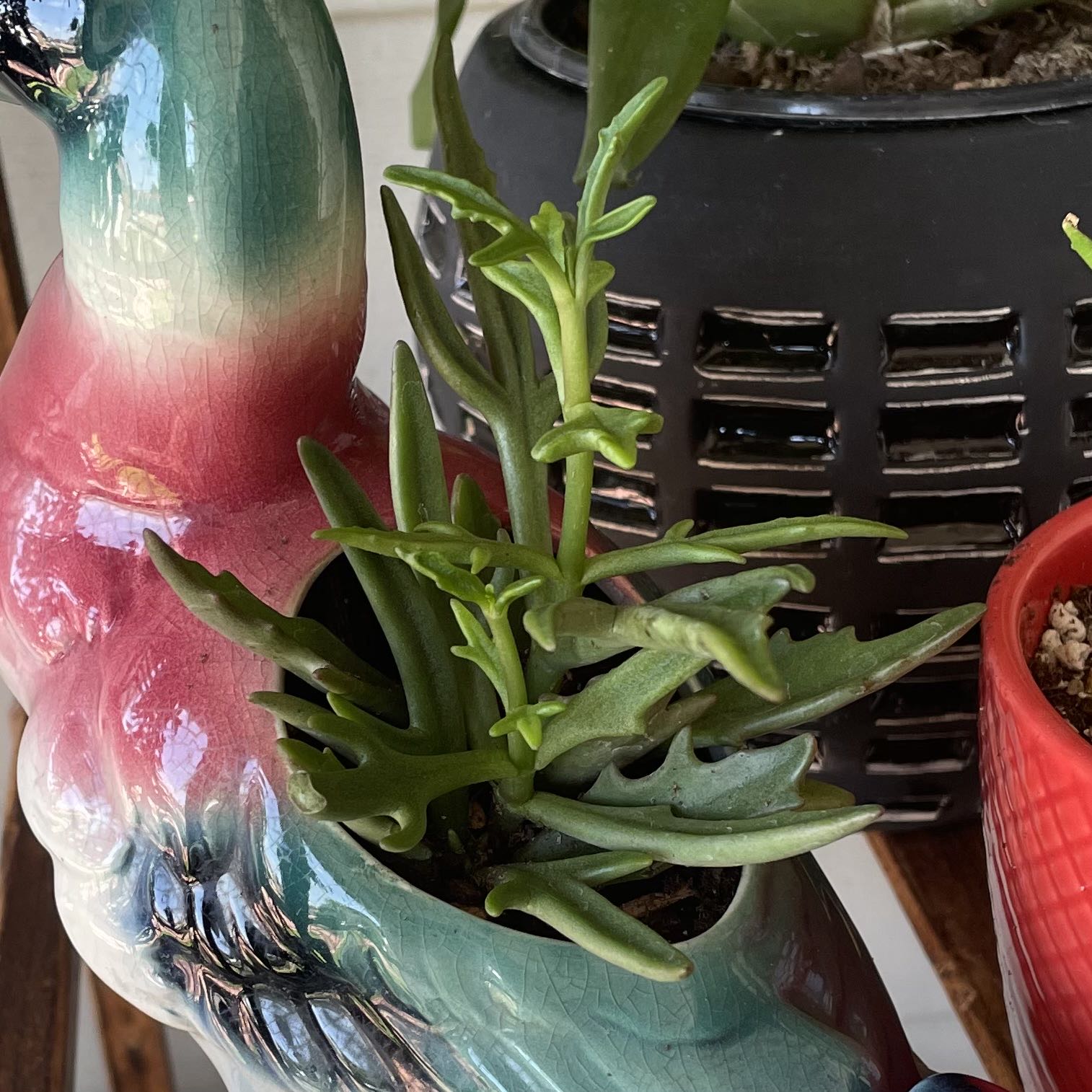 Spear Head Senecio plant in a decorative planter, healthy green leaves.