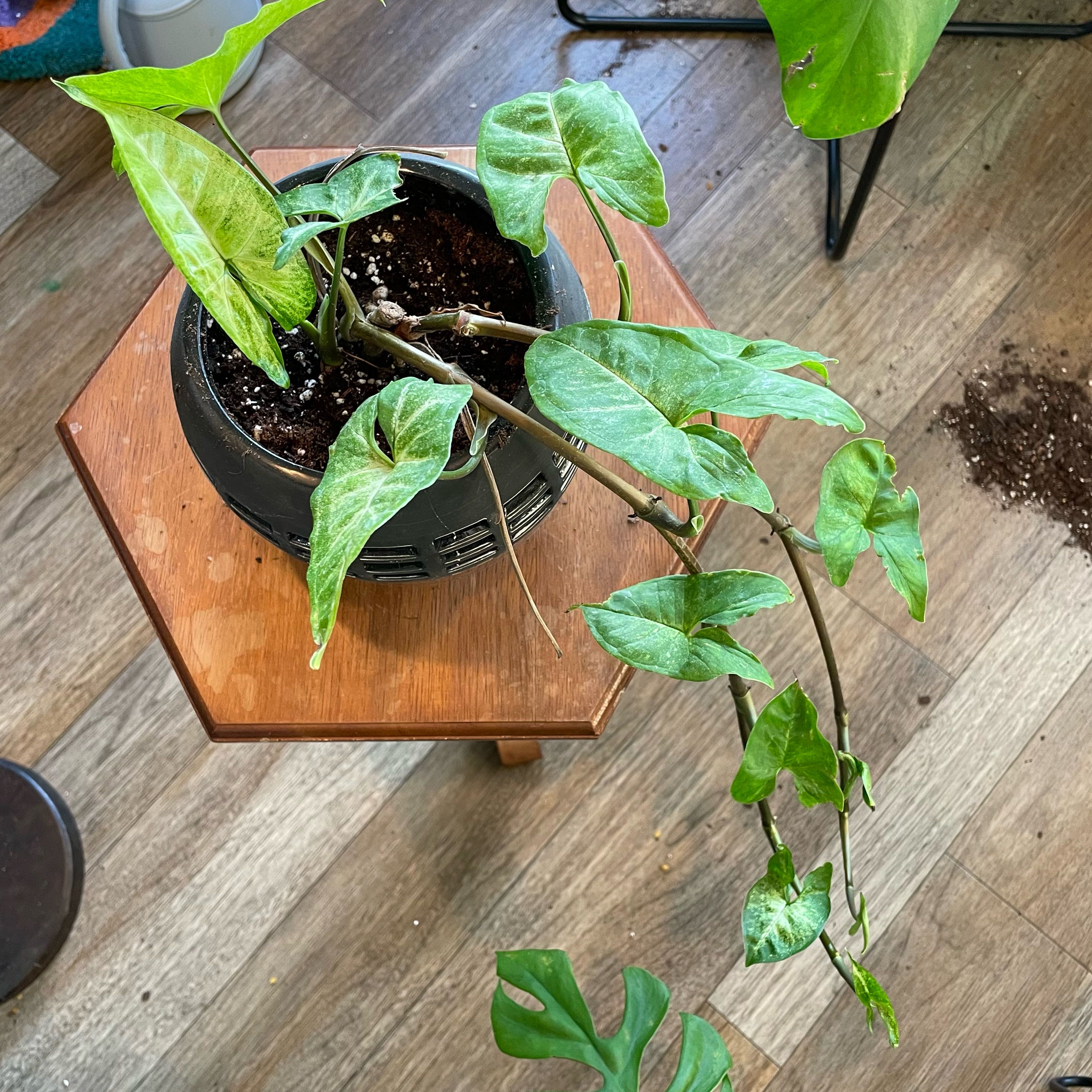 Syngonium 'Gold Allusion' plant in a black pot on a wooden surface with visible soil.